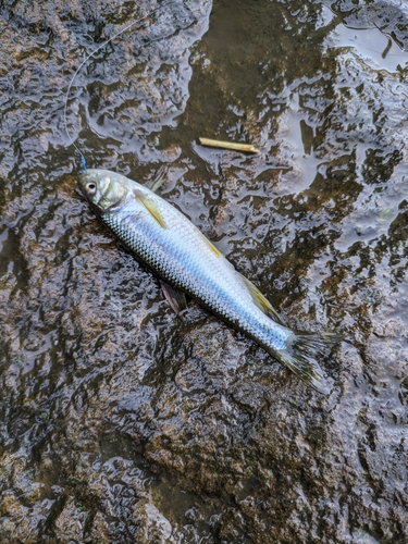 カワムツの釣果