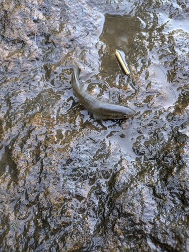 カワムツの釣果