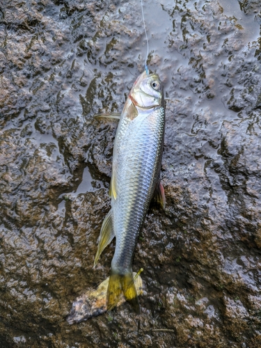 カワムツの釣果