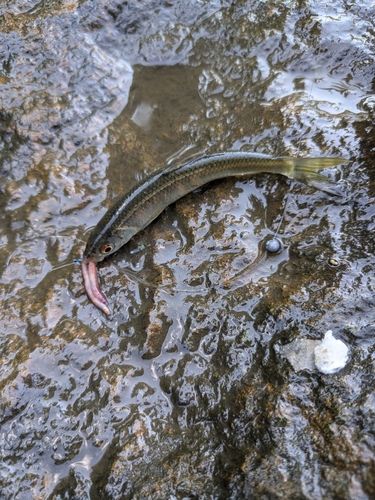 オイカワの釣果