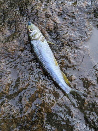 カワムツの釣果