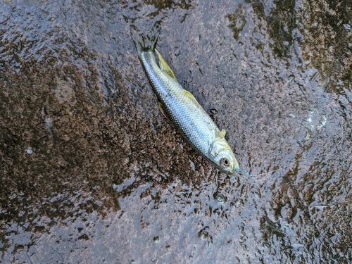 カワムツの釣果