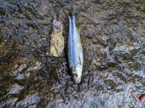 カワムツの釣果