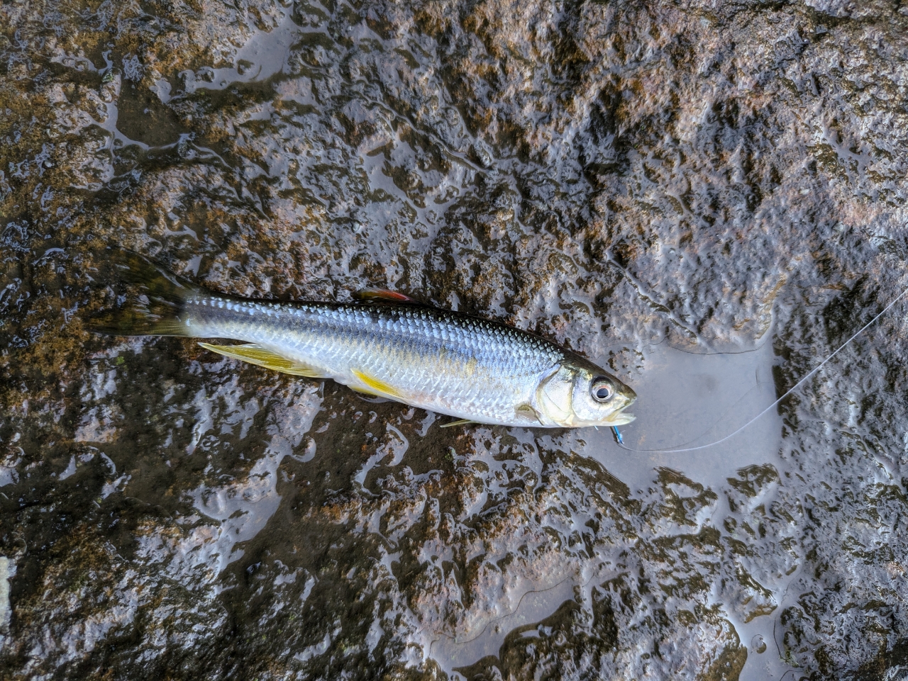 カワムツ