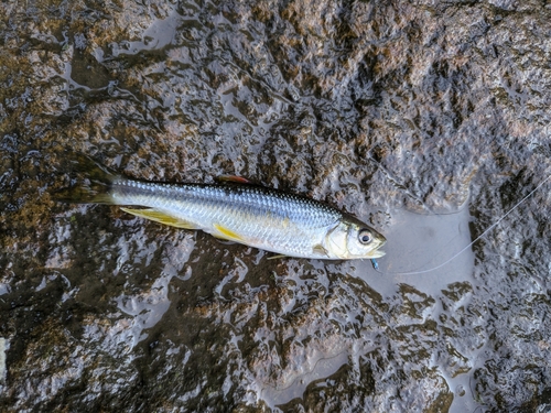 カワムツの釣果