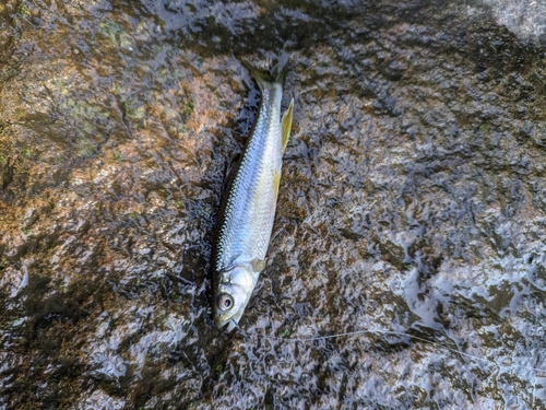 カワムツの釣果