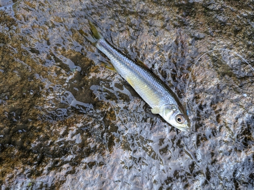 カワムツの釣果