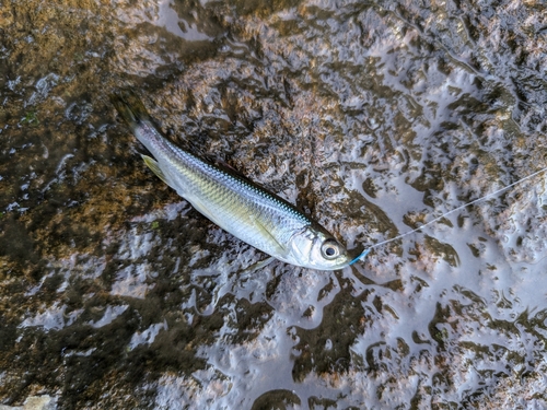 カワムツの釣果