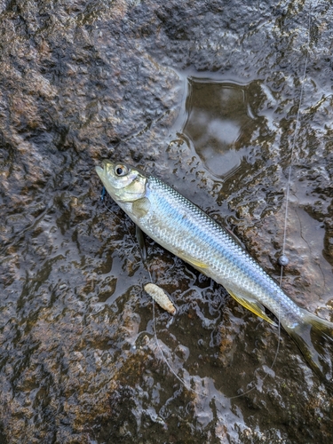 カワムツの釣果