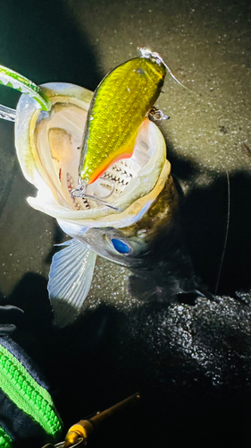 シーバスの釣果