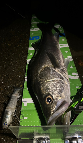 シーバスの釣果