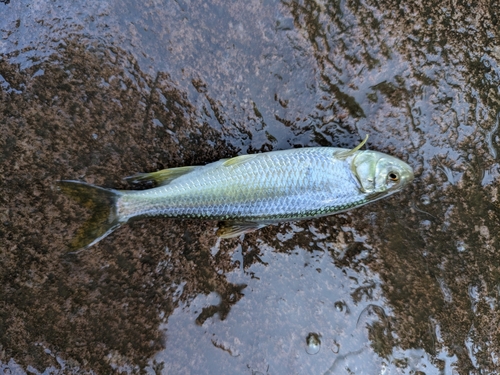 カワムツの釣果