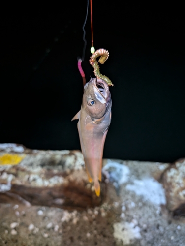 ドンコの釣果