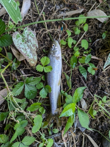 カワムツの釣果