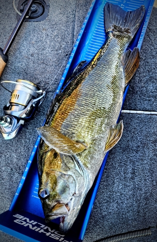 スモールマウスバスの釣果