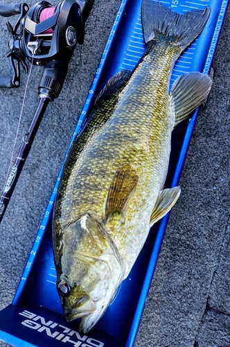 スモールマウスバスの釣果