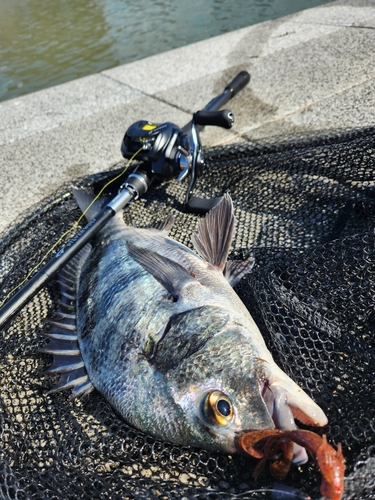 チヌの釣果