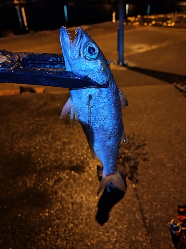 クロムツの釣果