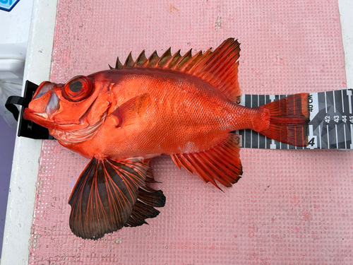 チカメキントキの釣果