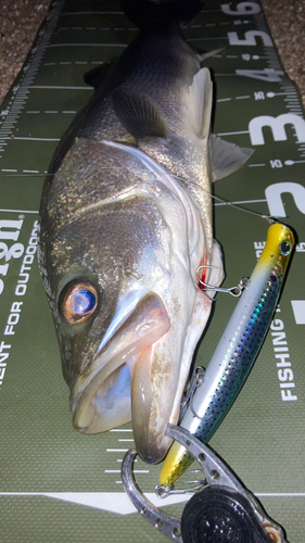 シーバスの釣果