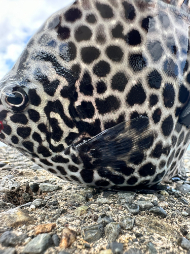 イシガキダイの釣果