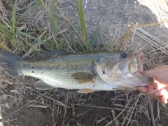 ラージマウスバスの釣果