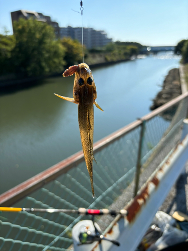 マハゼの釣果