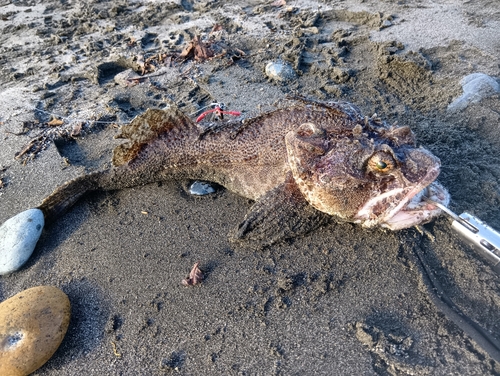 ケムシカジカの釣果