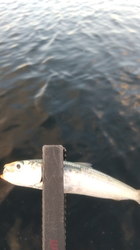 マイワシの釣果