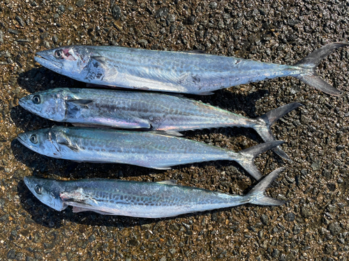 サゴシの釣果