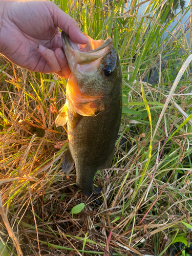 ブラックバスの釣果