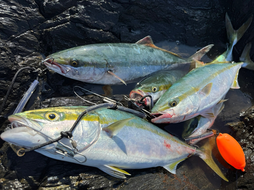 ヤズの釣果