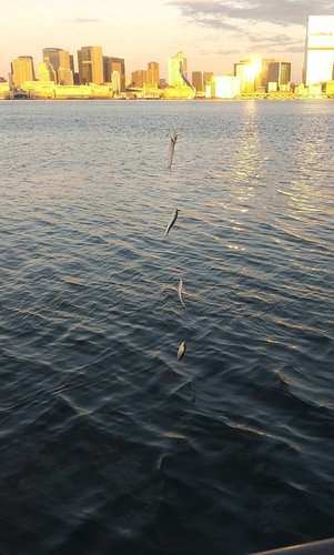 サッパの釣果