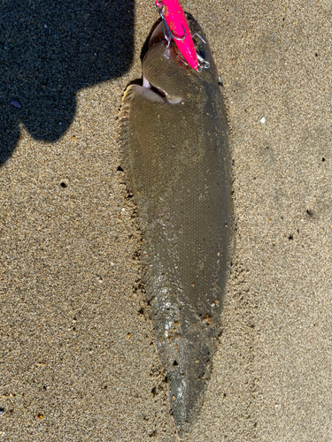 シタビラメの釣果