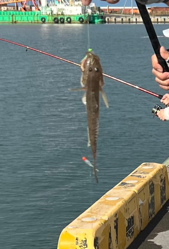 ハゼの釣果