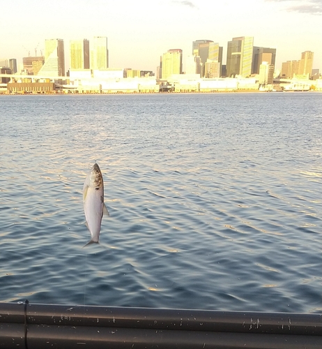 コノシロの釣果