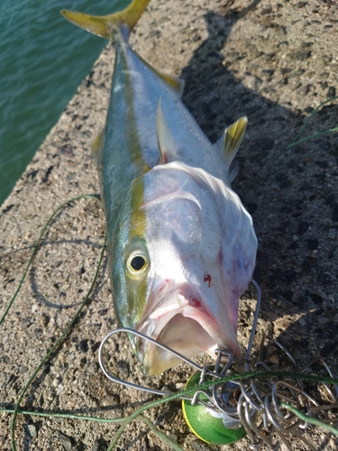 ヤズの釣果