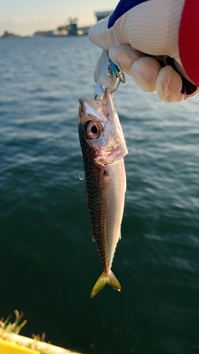 サバの釣果