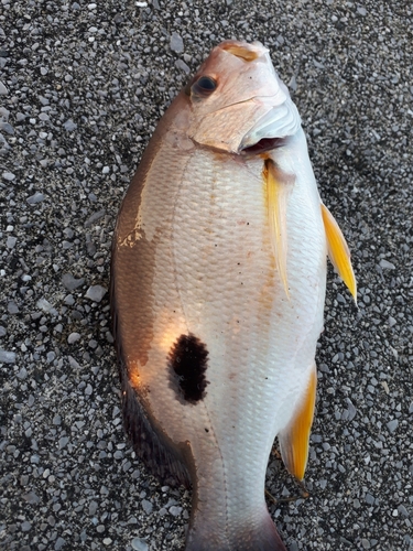 モンツキイサキの釣果