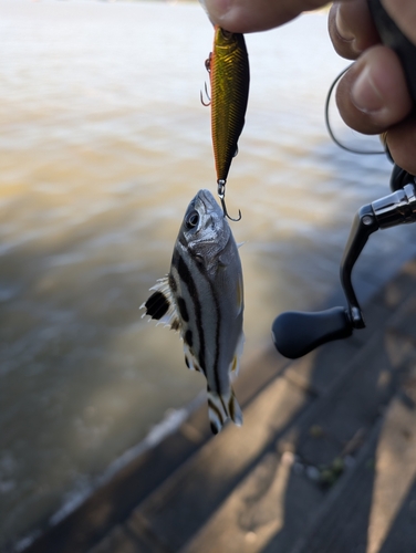 コトヒキの釣果