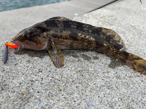 アイナメの釣果