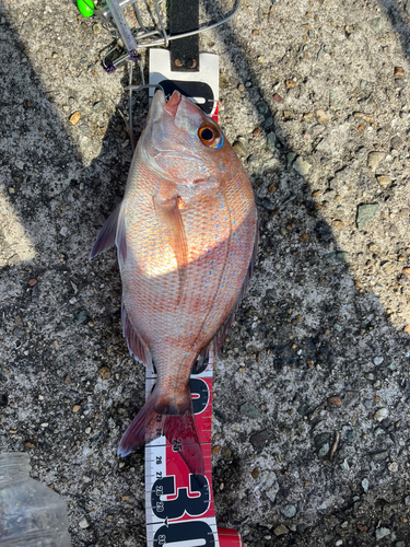 マダイの釣果