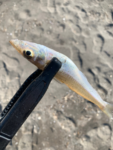 キスの釣果