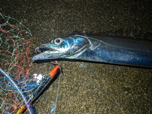 タチウオの釣果