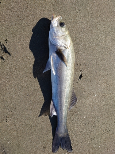 フッコ（マルスズキ）の釣果