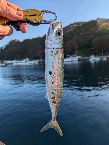 サバの釣果