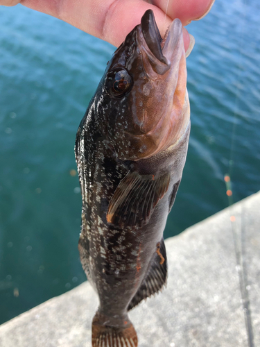 アイナメの釣果