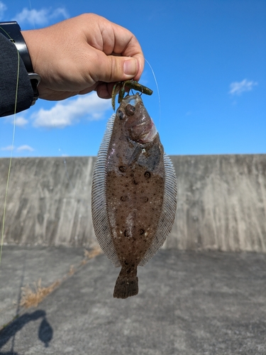 カレイの釣果