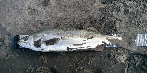 シーバスの釣果