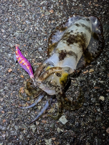 アオリイカの釣果